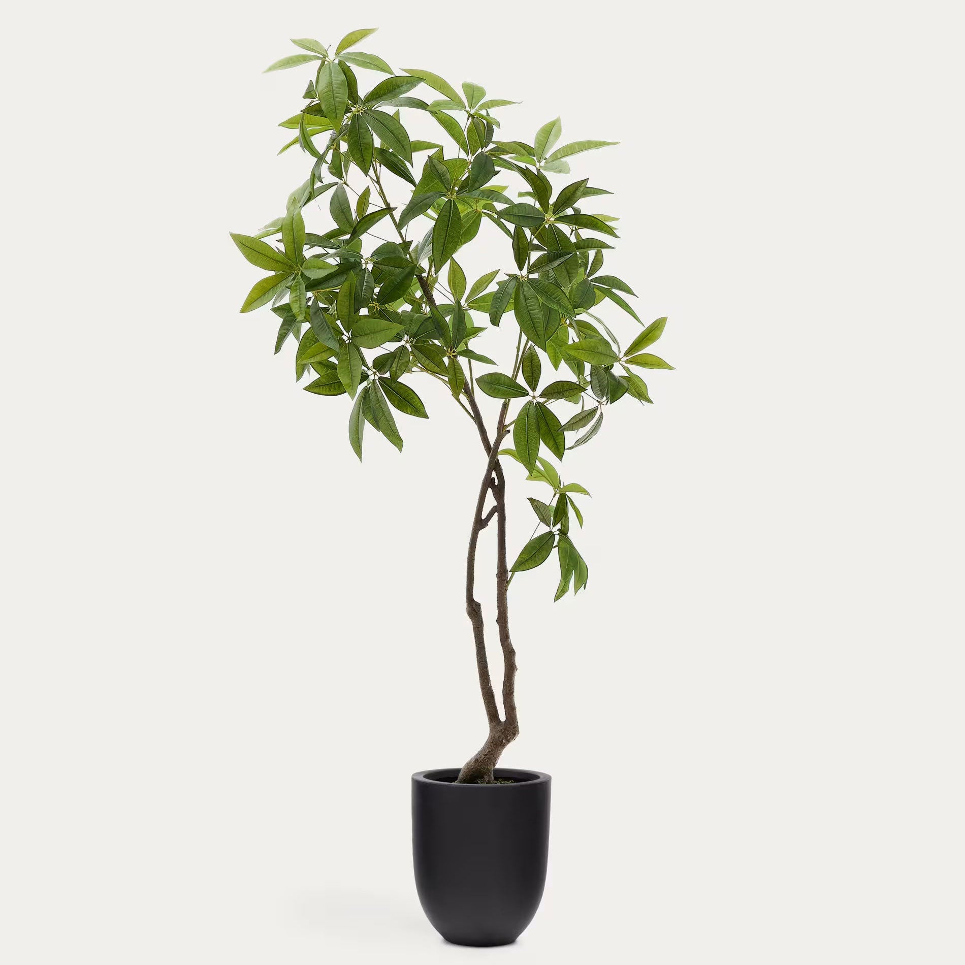 Pachira artificial decorativa 180 cm em vaso