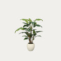 Árvore artificial Alocasia com vaso incluído