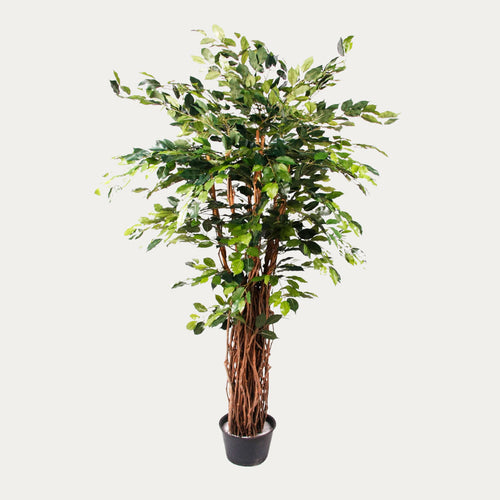 Árvore artificial Ficus Benjamina Deluxe 175 cm densa