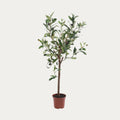Oliveira artificial decorativa 65 cm em vaso